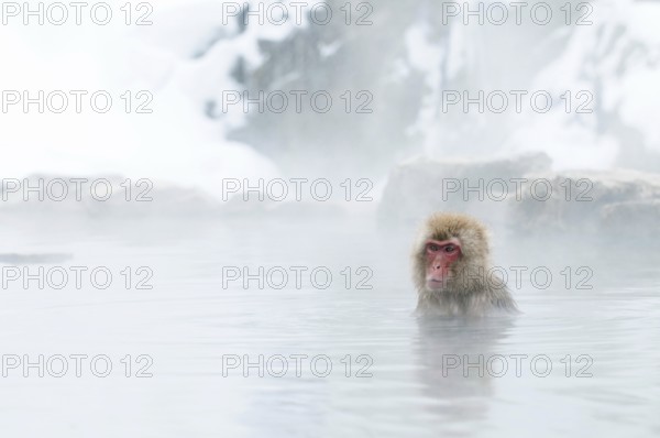 Japanese macaque or snow japanese monkey in onsen (Macaca fuscata), baby needs milk, Japan