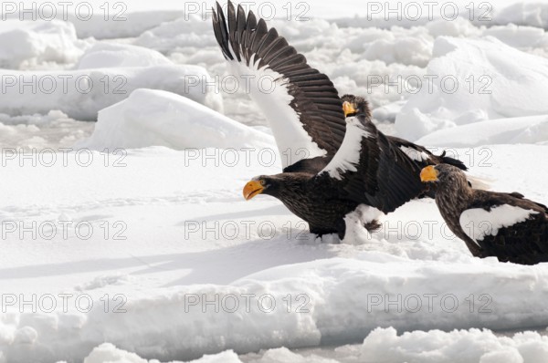 Steller's sea eagle (Haliaeetus pelagicus) take-off, Russia Steller's sea eagle, Haliaeetus