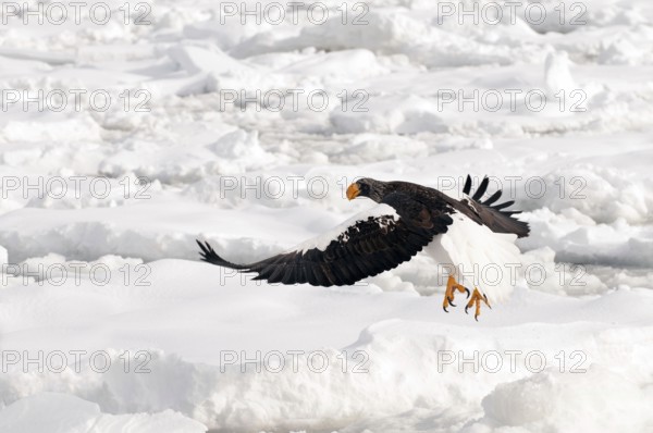 Steller's sea eagle (Haliaeetus pelagicus) flying on the pack, take-off, Russia Steller's sea