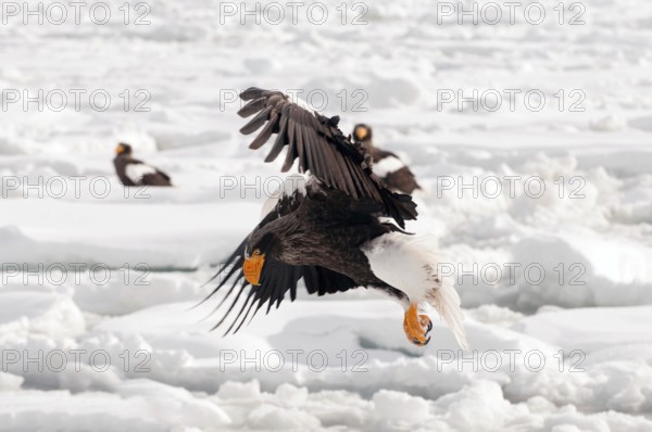 Steller's sea eagle (Haliaeetus pelagicus) flying, Russia Steller's sea eagle, Haliaeetus
