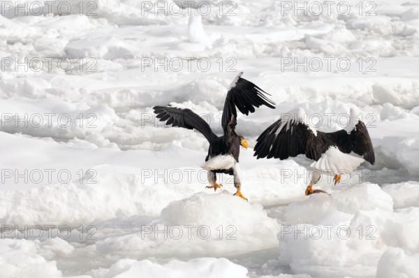 Steller's sea eagle (Haliaeetus pelagicus) eating a fish, Russia Steller's sea eagle, Haliaeetus