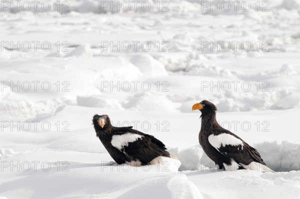 Steller's sea eagle (Haliaeetus pelagicus) couple on the pack, Russia Steller's sea eagle,