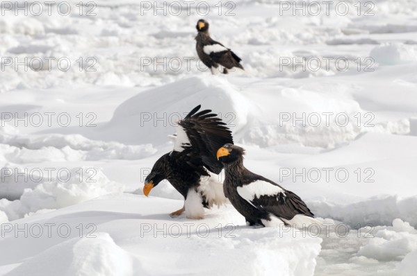 Steller's sea eagle (Haliaeetus pelagicus) landing, Russia Steller's sea eagle, Haliaeetus
