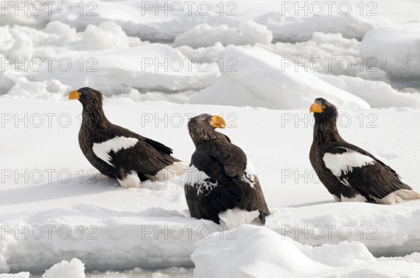 Steller's sea eagle (Haliaeetus pelagicus) on the pack, Russia Steller's sea eagle, Haliaeetus