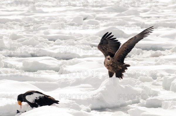 White-tailed Sea-eagle landing on the pack (Haliaeetus albicilla), Russia Eagle-rabalva, rabalva,