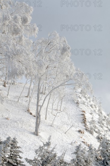 Landscape in winter, Hokkaido, Japan Landscape, Hokkaido, North, East, Winter, (Paysage) Japan,