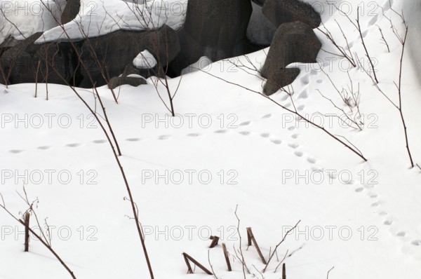 Tracks of red fox (Vulpes vulpes) in the snow Trails, red fox, snow, Vulpes vulpes, (Renard roux)