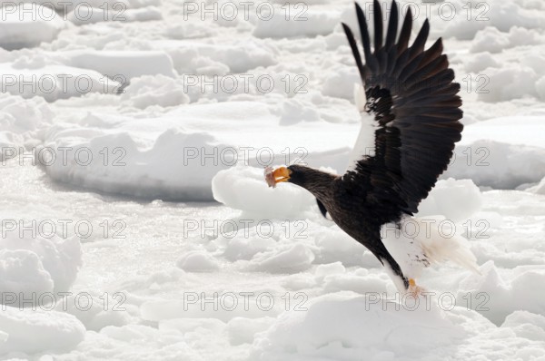 Steller's sea eagle (Haliaeetus pelagicus) flying, take-off with fish, Russia Steller's sea eagle,