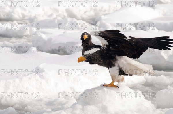 Steller's sea eagle (Haliaeetus pelagicus) on the pack, Russia Steller's sea eagle, Haliaeetus