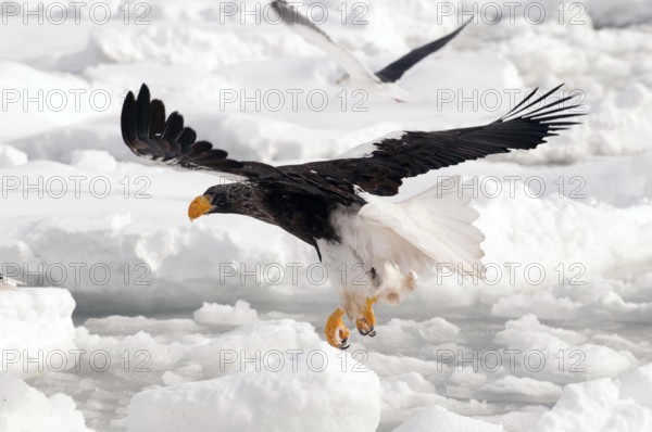 Steller's sea eagle (Haliaeetus pelagicus) flyng on the pack, Russia Steller's sea eagle,