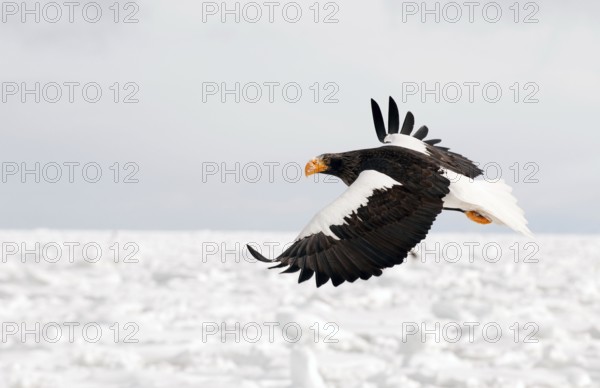 Steller's sea eagle (Haliaeetus pelagicus) flying, Russia Steller's sea eagle, Haliaeetus