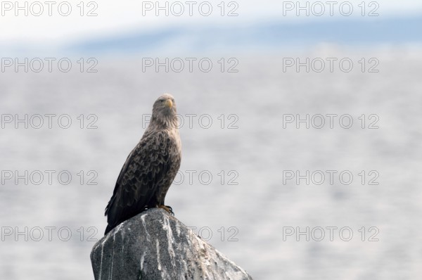 White-tailed Sea-eagle (Haliaeetus albicilla), Japan Sea-eagle, White-tailed, Haliaeetus albicilla,