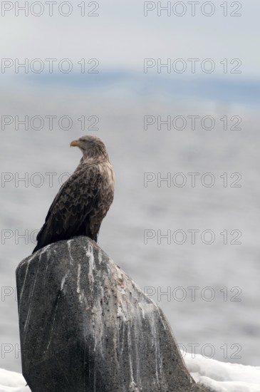 White-tailed Sea-eagle (Haliaeetus albicilla), Japan Sea-eagle, White-tailed, Haliaeetus albicilla,