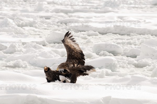 White-tailed Sea-eagle fighting with Steller sea-eagle on the pack (Haliaeetus albicilla), Russia