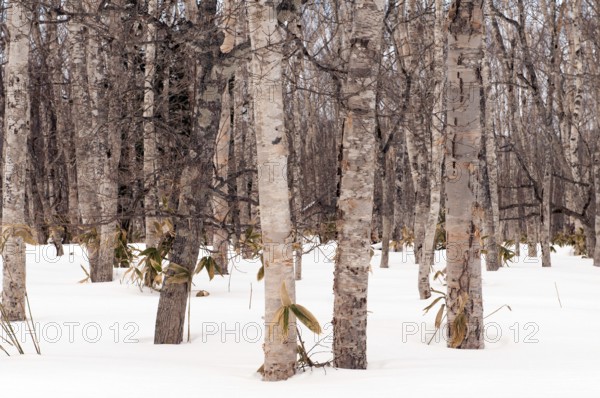 Wood of birch trees in winter, Hokkaido, Japan Landscape, Hokkaido, North, East, Winter, (Paysage)