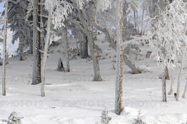 Landscape in winter, Hokkaido, Japan Landscape, Hokkaido, North, East, Winter, (Paysage) Japan,