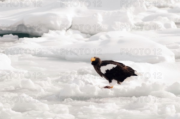 Steller's sea eagle (Haliaeetus pelagicus) on the pack eating a fish, Russia Steller's sea eagle,