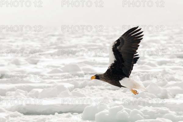 Steller's sea eagle (Haliaeetus pelagicus) flying, Russia Steller's sea eagle, Haliaeetus