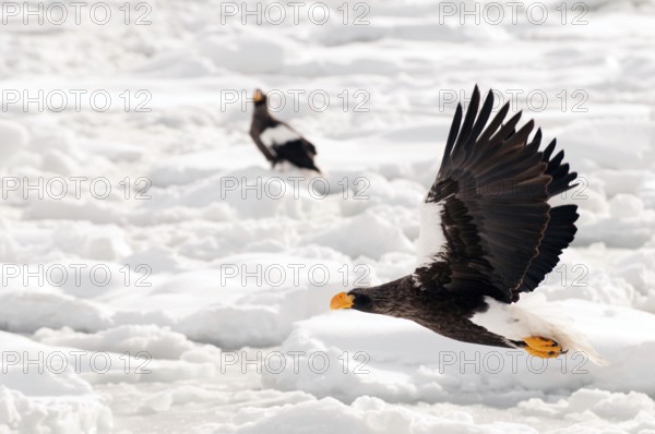 Steller's sea eagle (Haliaeetus pelagicus) flying, Steller's sea eagle, Haliaeetus pelagicus,