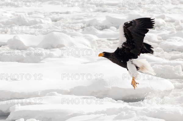 Steller's sea eagle (Haliaeetus pelagicus) flying, take-off, Russia Steller's sea eagle, Haliaeetus