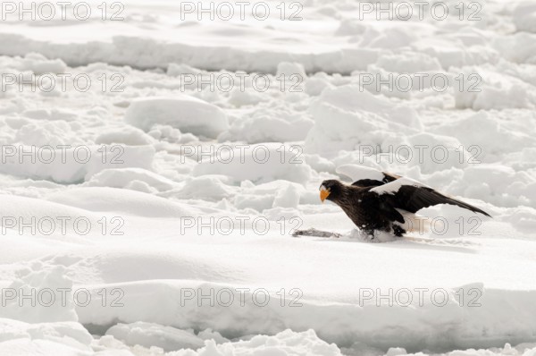Steller's sea eagle (Haliaeetus pelagicus) on the pack, eating a fish, Russia Steller's sea eagle,