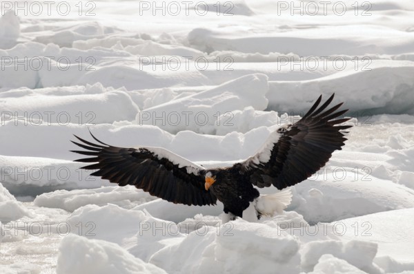 Steller's sea eagle (Haliaeetus pelagicus) flying, landing, Russia Steller's sea eagle, Haliaeetus