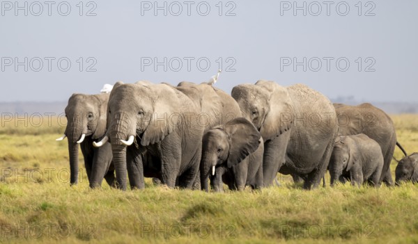 African elephant (Loxodonta africana) large herd with young animals and herons (Bubulcus ibis), in