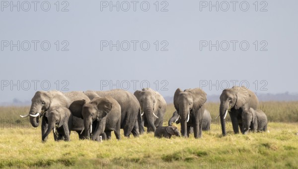 African elephant (Loxodonta africana) large herd with young animals, in morning light, Amboseli