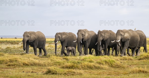 African elephant (Loxodonta africana) large herd with young animals and herons (Bubulcus ibis),