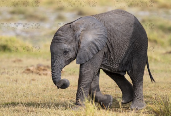 African elephant (Loxodonta africana) small young, baby elephant, Amboseli National Park, Rift