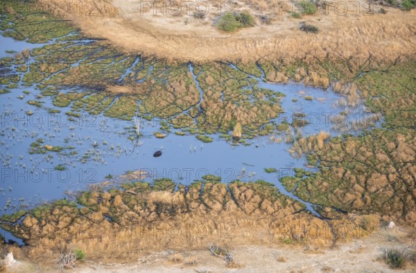 Hippopotamus (Hippopatamus amphibius) in water, freshwater marshland, marshland on a lake, aerial