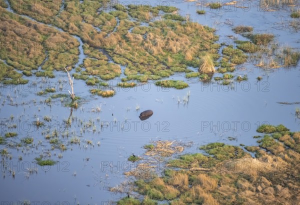 Hippopotamus (Hippopatamus amphibius) in water, freshwater marshland, marshland, aerial view,