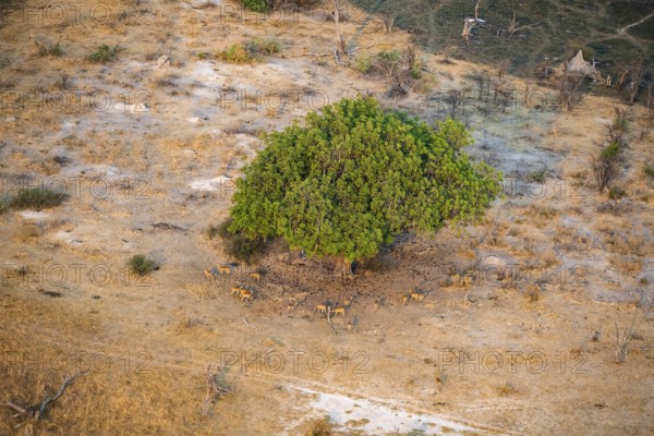 Flock of impalas (Aepyceros melampus) under a liver sausage tree (Kigelia africana), aerial view,