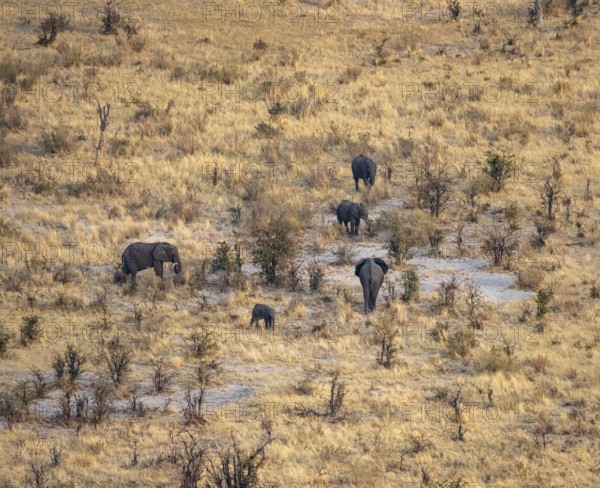 Small herd of elephants in dry savanna with yellow grass, African elephant (Loxodonta africana),
