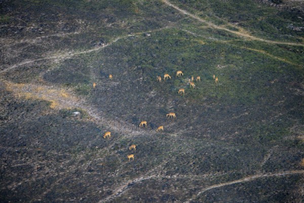 Herd of impalas (Aepyceros melampus), aerial view, Okavango Delta, Botswana