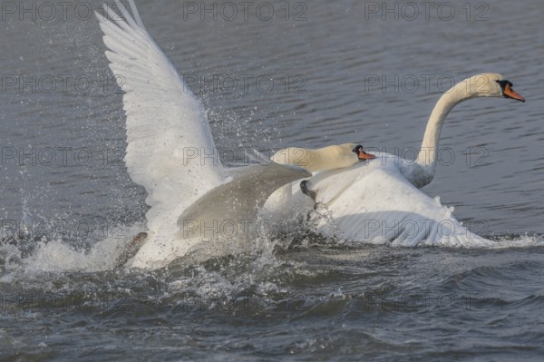 Swan chases rivals across a calm body of water. One of the swans squirts and brings life to the