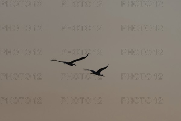Two majestic white stork birds (Ciconia ciconia) fly together in the Twilight sky and stand on a