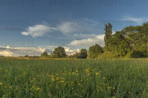 A peaceful meadow stretches out in the evening light and is decorated with wild flowers. Trees