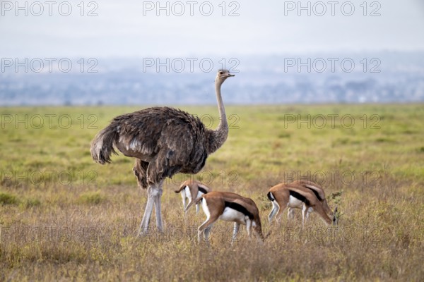 African ostrich, Maasai ostrich (Struthio camelus massaicus), adult female, and Eastern Thomson