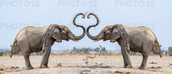 Photo montage, African elephant (Loxodonta africana), adult males facing each other, splashing