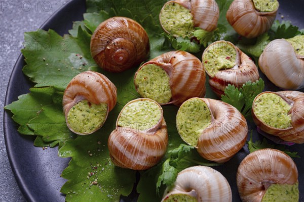 Grape snails, stuffed in burgundy, french cuisine