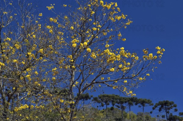 Ipê Amarelo Flower, Tabebuia Alba, Santo Antônio do Pinhal, São Paulo, Brazil