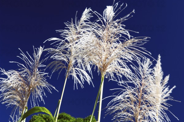 Flower of Sugarcane, Pirinópolis, Goiás, Brazil