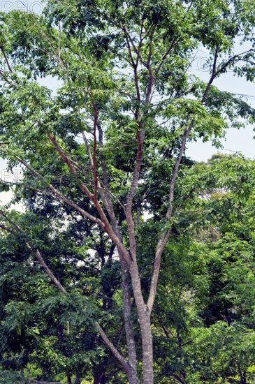 Tree, Copaíba, Distrito Federal, Brasília, Brazil