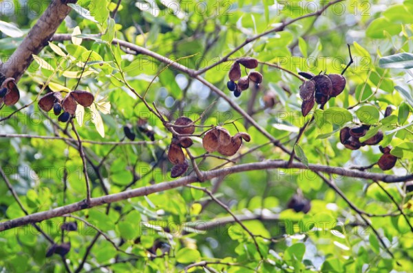 Seed of Copaíba, Distrito Federal, Brasília, Brazil