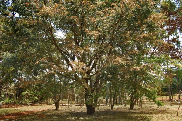 Tree, Copaíba, Distrito Federal, Brasília, Brazil