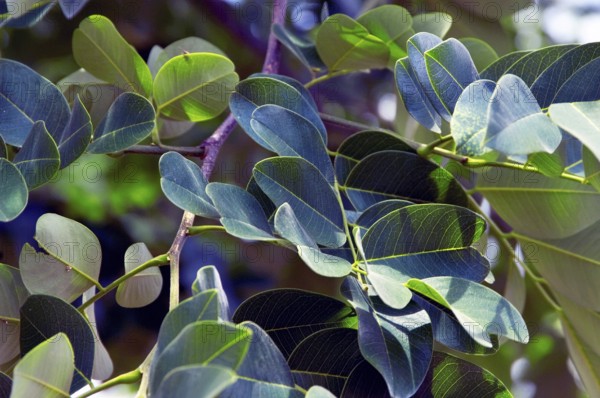 Leaves, Copaíba, Distrito Federal, Brasília, Brazil