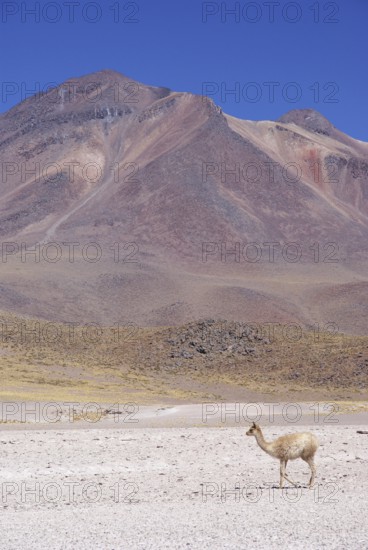 Sector Lagunas Miscanti y Miñiques, Los Flamencos Reserve National, Atacama Desert, Region de