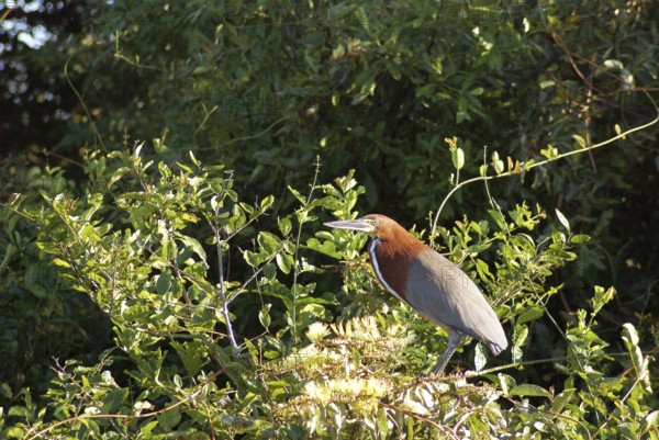 Soco-boi, Rufescent Tiger Heron, Tigrisoma lineatum, Pantanal, Mato Grosso do Sul, Brazil ATENÇÃO: