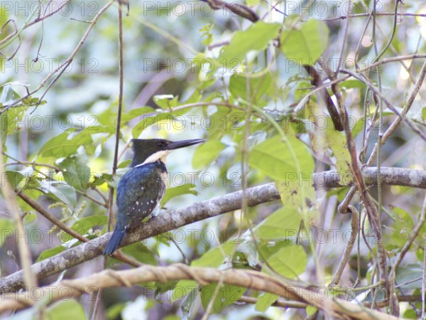Martin-pescador-pequeno, macho, Green Kingfisher, Chloroceryle americana, Pantanal, Mato Grosso do